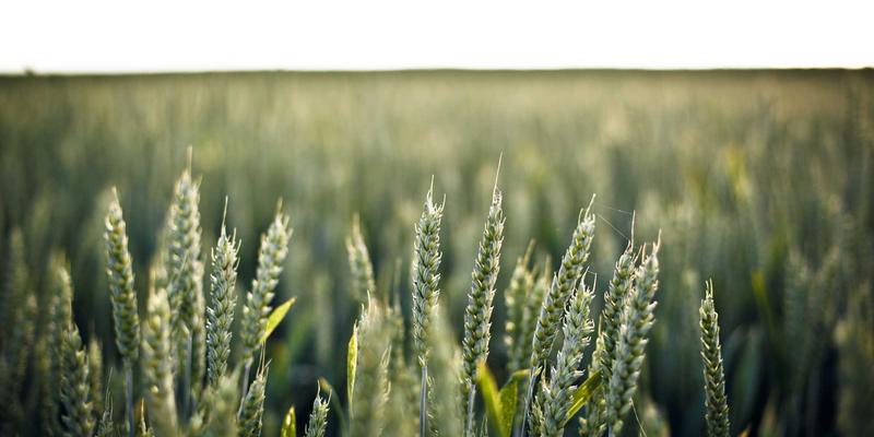 Istio实战指南:解锁服务网格流量管理、安全加固与可观测性三大核心